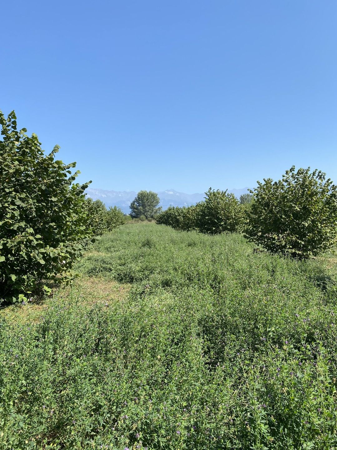 74 sot torpaq sahəsi, Oğuz r. — Torpaq, Oğuz (8)