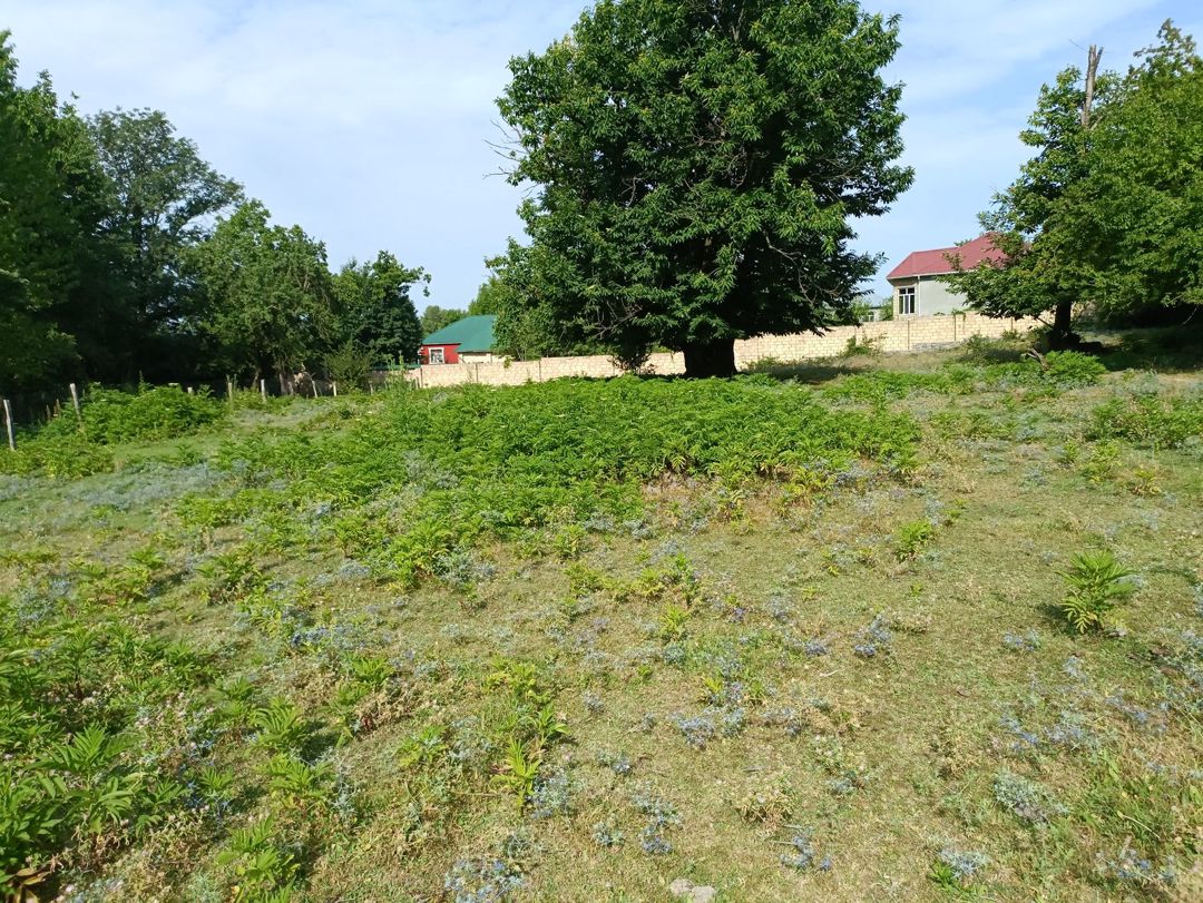 Satılır torpaq 15 sot — Torpaq, Qəbələ