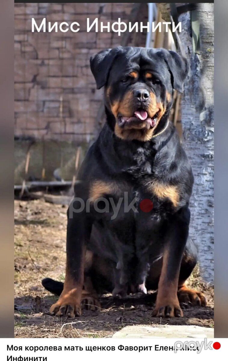 Rotveyler balaları — Heyvanlar, Bakı (11)