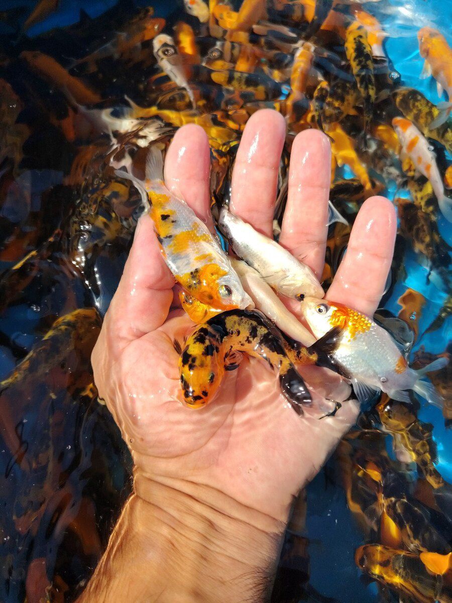 Koi balıqları — Akvariumlar və balıqlar, Bakı (2)