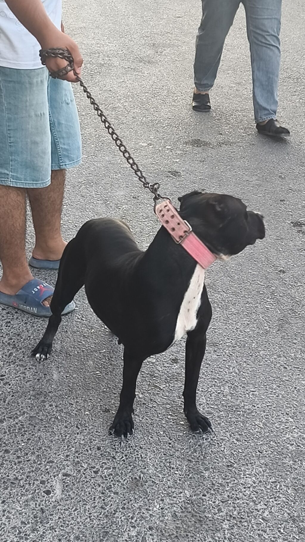 Pitbul, Peyvəndli