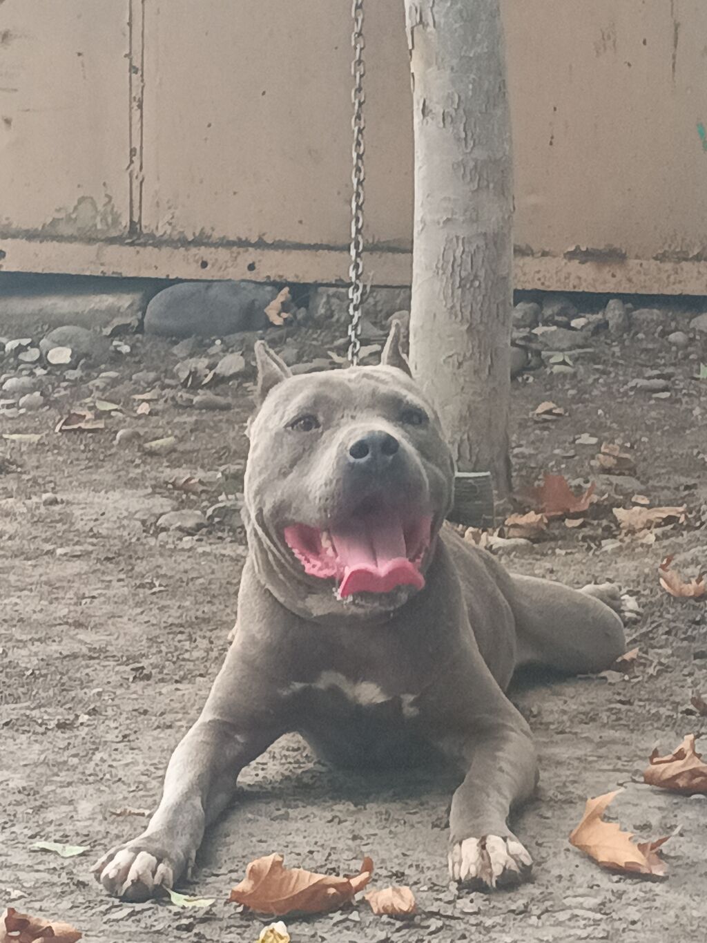 Pitbul, Erkək, Peyvəndli — Heyvanlar, Goranboy (2)
