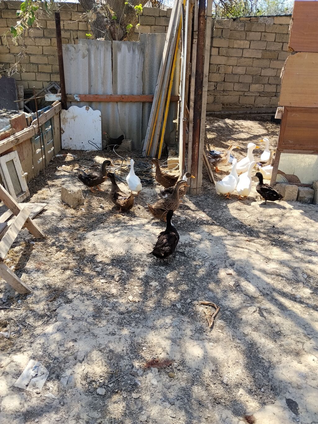 Erkək, Damazlıq, Ünvandan götürmə — Heyvanlar, Mehdiabad (5)