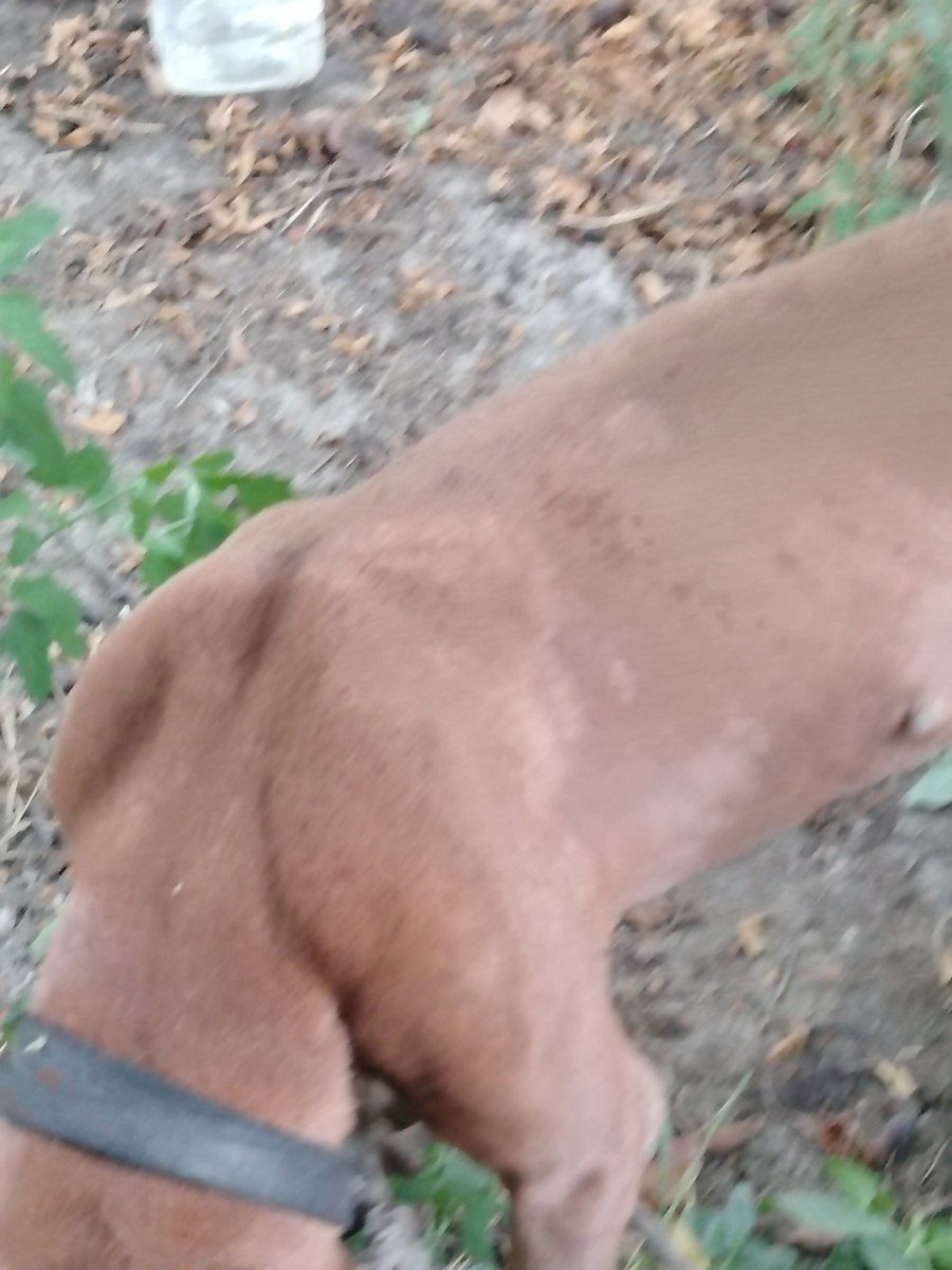 Pit Bull Terrier — Heyvanlar, Ağdaş (3)