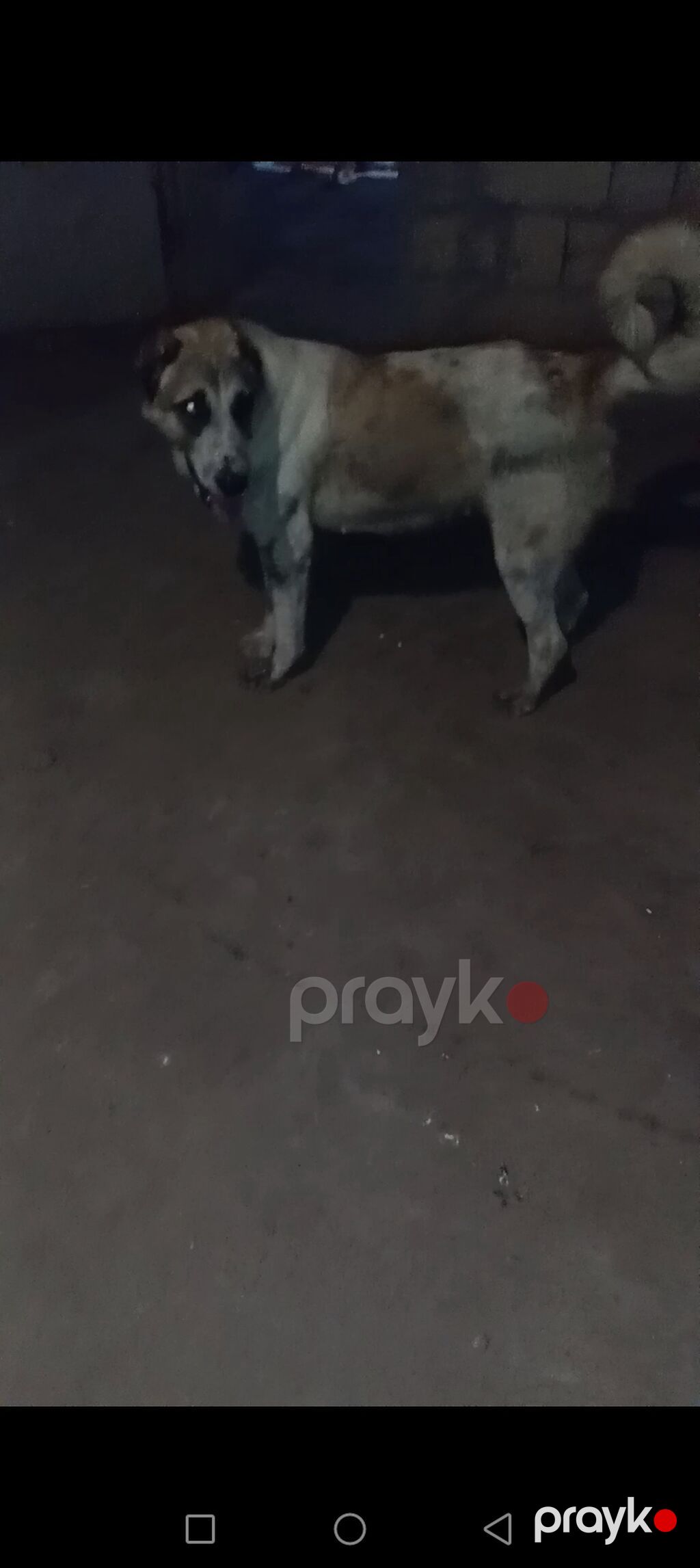 Dişidi satılır birdəfə bala verib 72 sat boy yaşı 2 yaxcı əyləşir — Heyvanlar, Bakı (4)