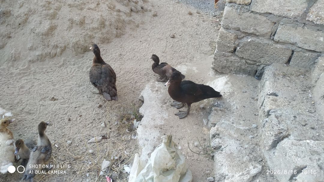Lal ördəklər — Quşlar, Bakı (7)