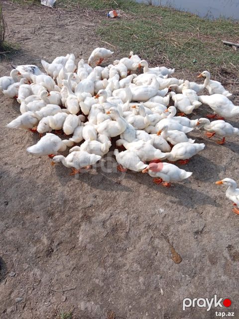 Pekin ördəkləri