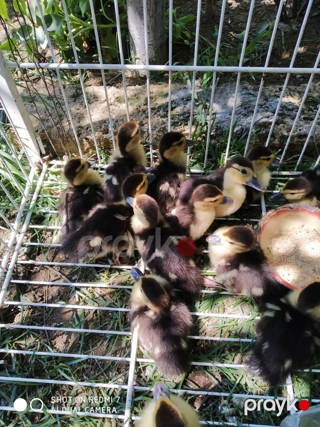 1 aylıq lal ördək balaları satılır.İçərisində macar,lavanda,krosnadar — Heyvanlar, Digah (3)