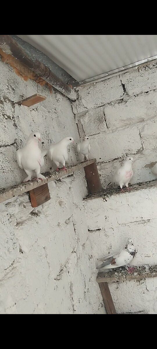 Göyərçinlər — Quşlar, Bakı (3)