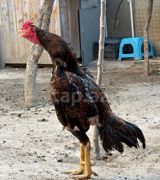 Heyvan 2yaş tamamdi temiz toyuq tukdu cinsli qanli heyvandi heyet — Chickens and roosters