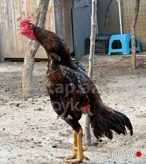 Heyvan 2yaş tamamdi temiz toyuq tukdu cinsli qanli heyvandi heyet — Bakı