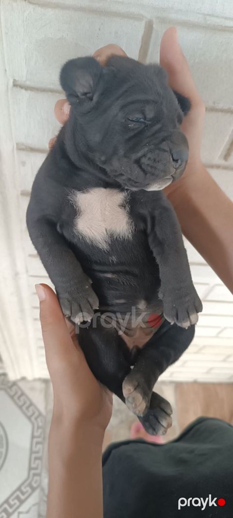 Kane-Korso, 1 ay, Dişi, Peyvəndli, Ünvandan götürmə — Bakı