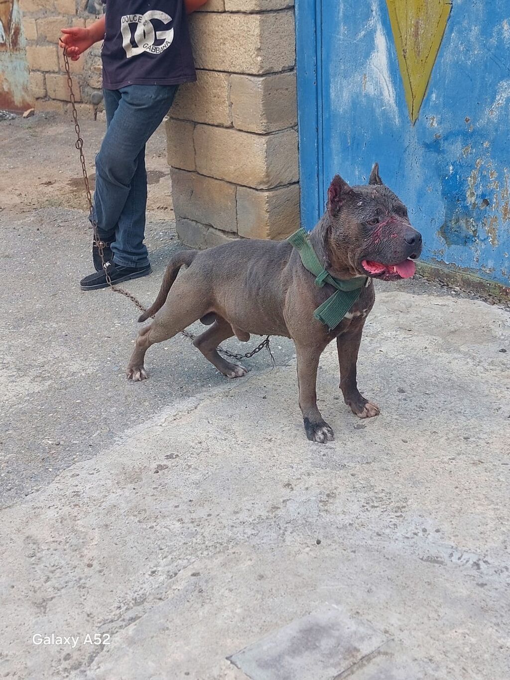 Pitbul, Erkək, Peyvəndli — Heyvanlar, Goranboy (5)