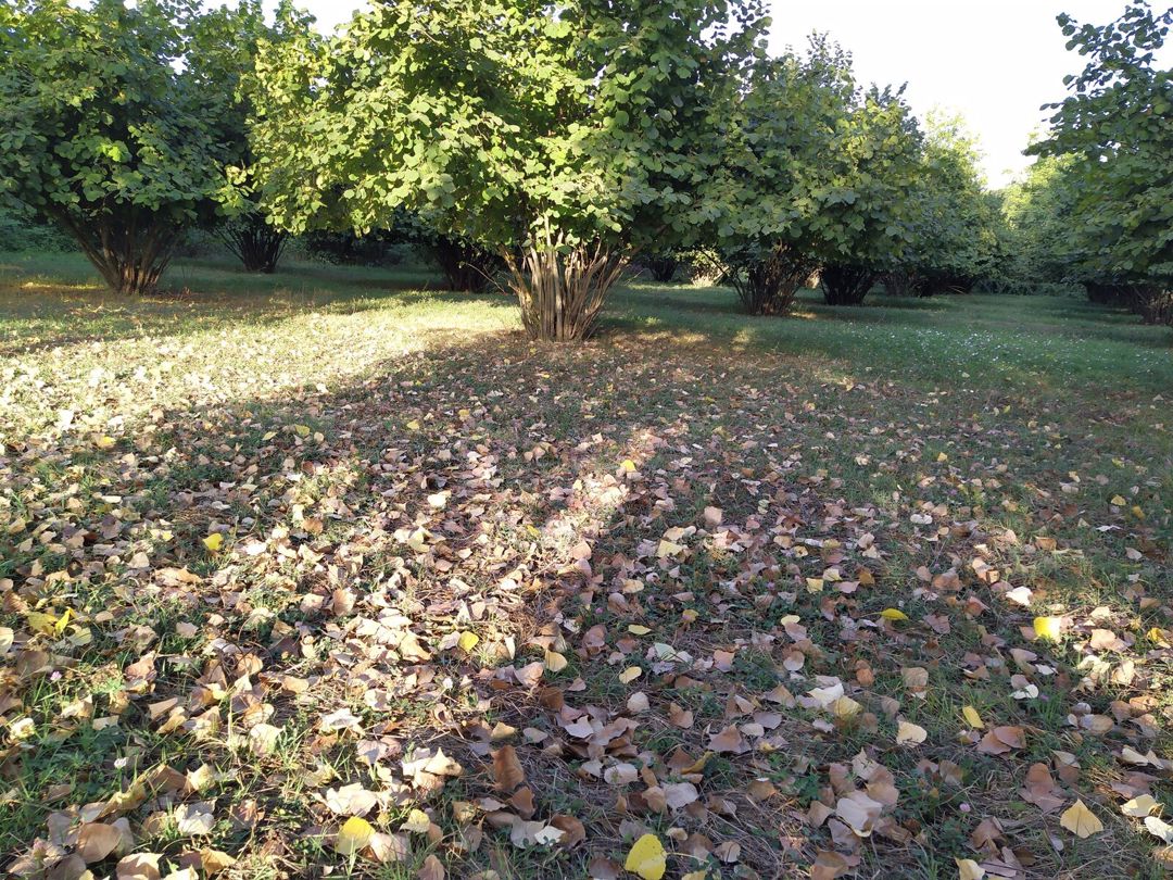 Satılır torpaq 28 sot — Torpaq, Qəbələ (7)