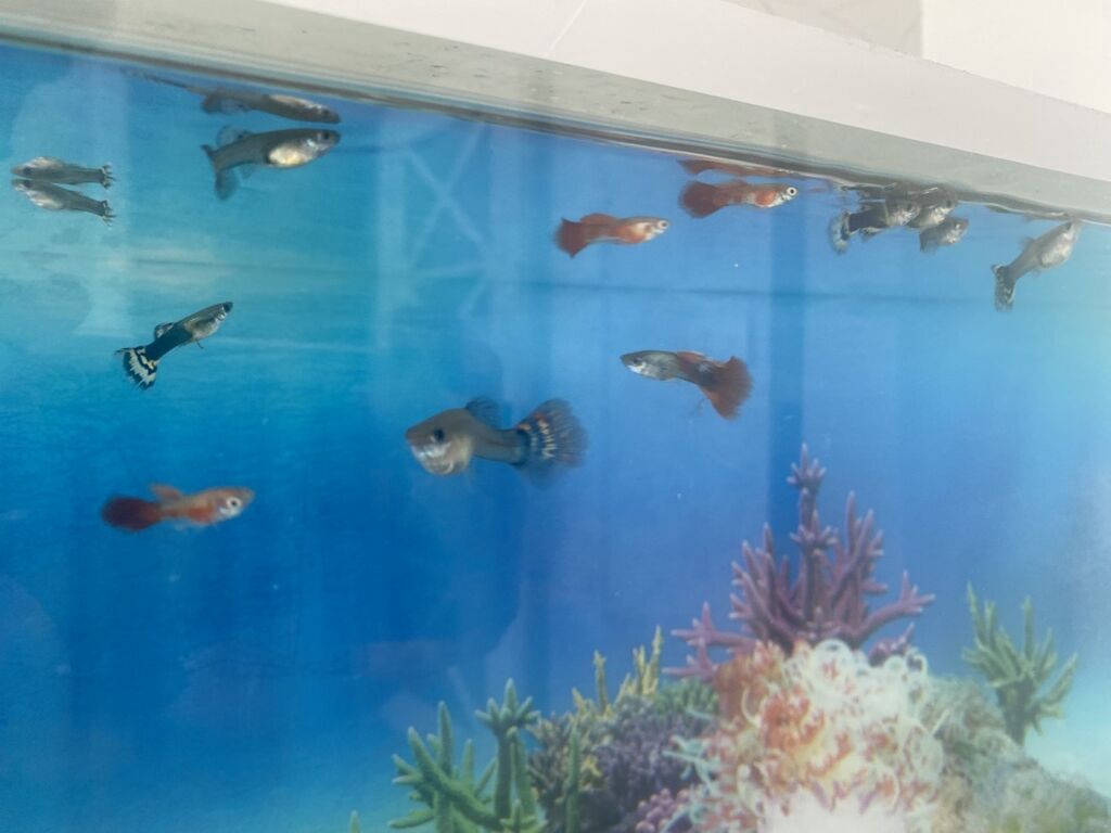 Dördbucaq akvarium, Balıqlarla birlikdə, 15 l, Ünvandan götürmə — Heyvanlar, Digah (4)