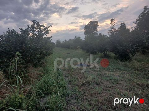 Kənd təsərrüfatı, Makler, Kupça (Çıxarış)