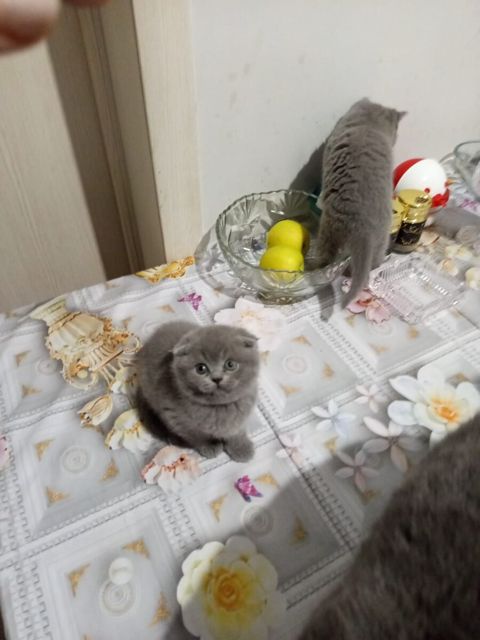 Şotland pişikləri — Bakı
