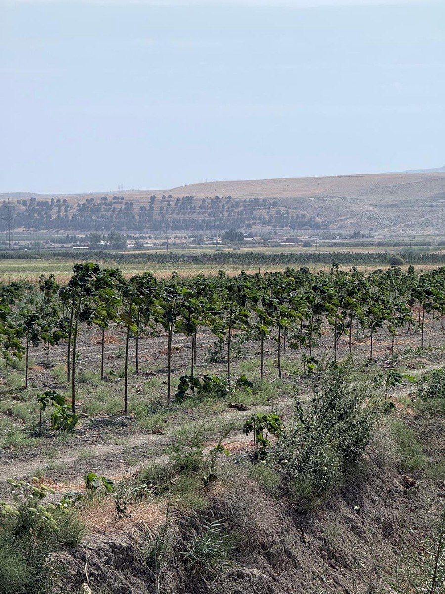 Satılır torpaq 2000 sot — Torpaq, Şabran (2)