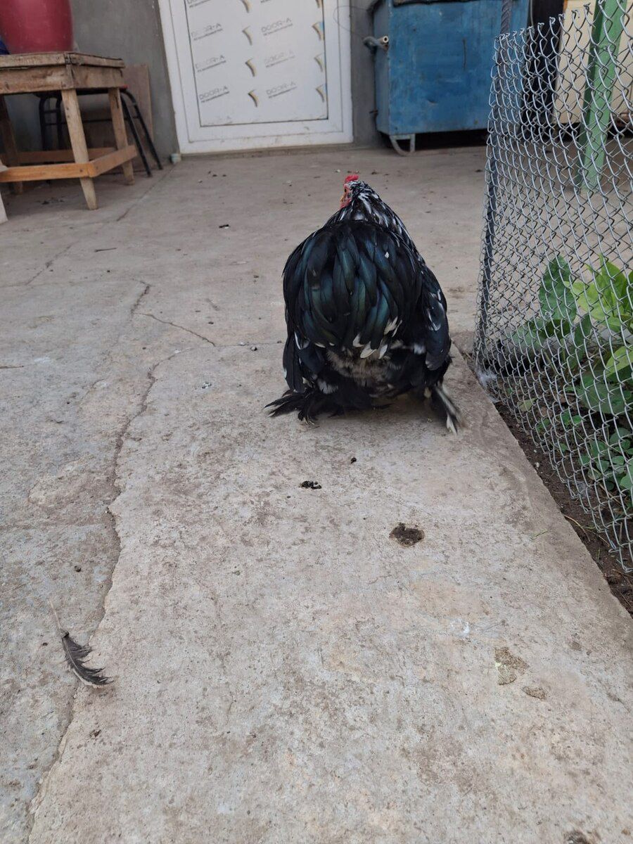 Mottled Koxin xoruzu — Quşlar, Gəncə (7)