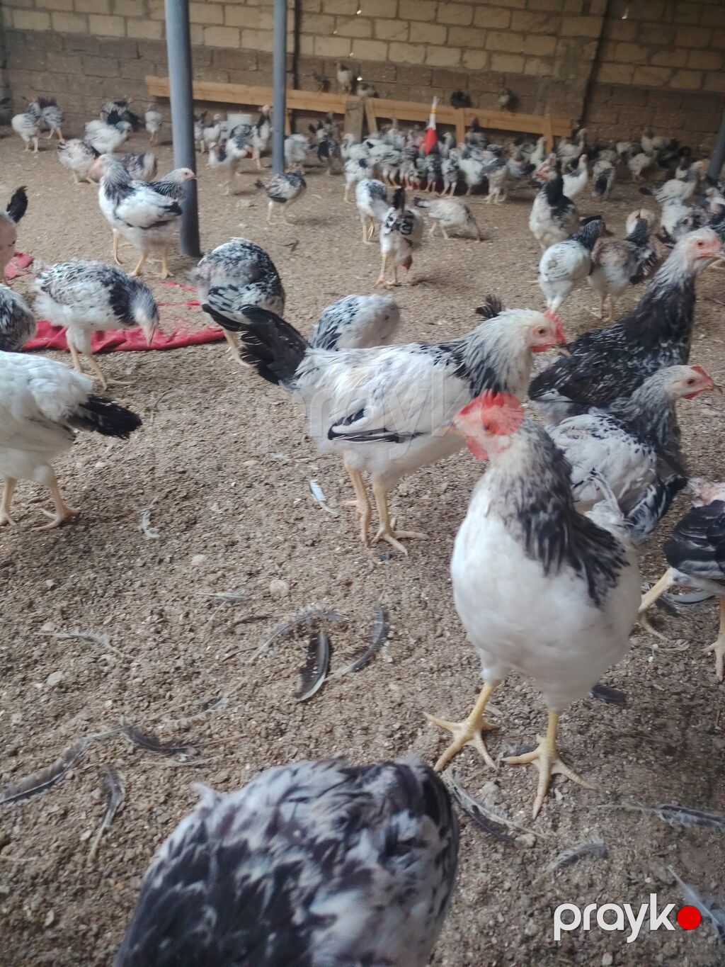 Toyuq cücələri, Damazlıq — Toyuq və xoruz, Digah (3)