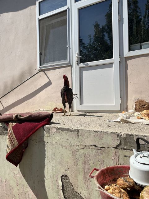 Heyratı 2 yaş mamba cinsi təkdi diə satıram fərə yoxdu