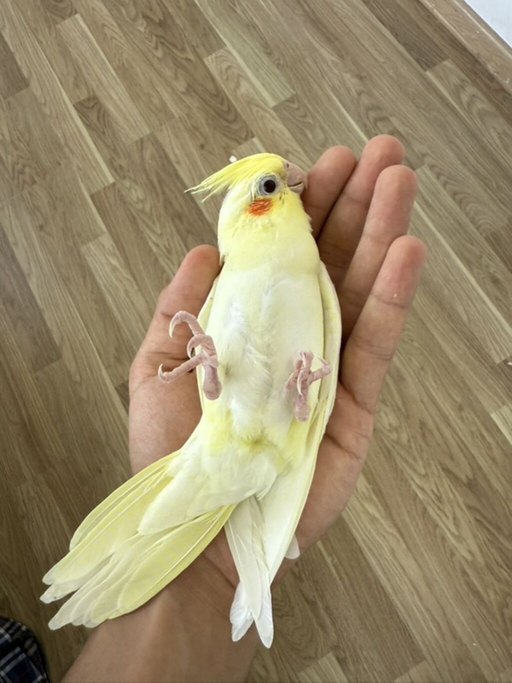 Lutino rəng mutasiyalı nimfa tutuquşusu (kakadu). Quşun tükləri açıq