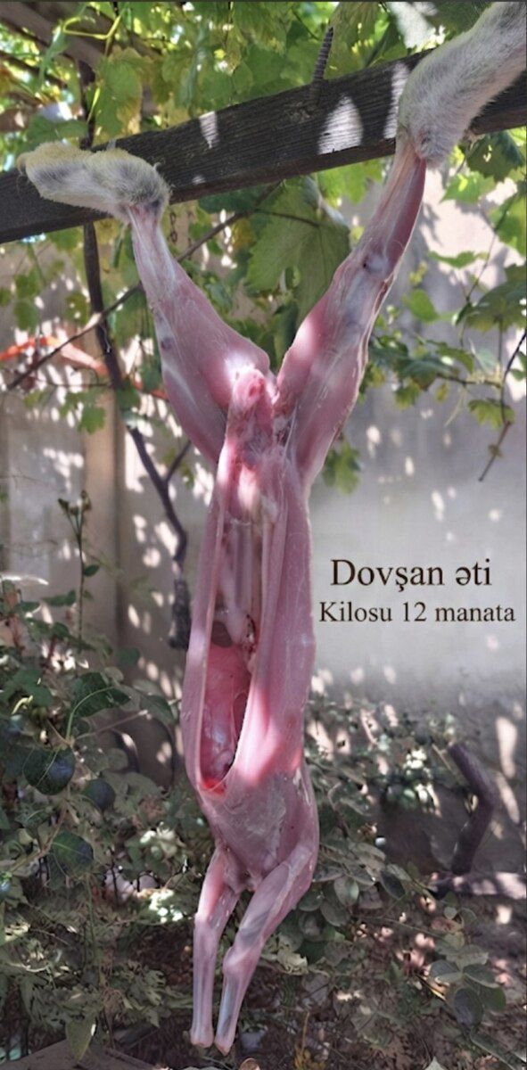 Dovşan əti — Mallar, Sumqayıt (3)
