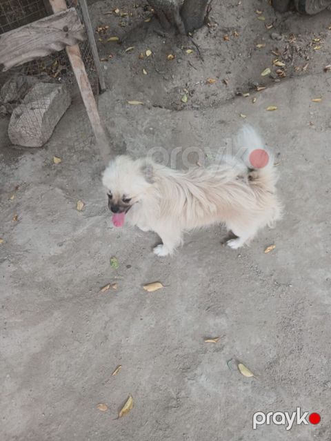 Pekines