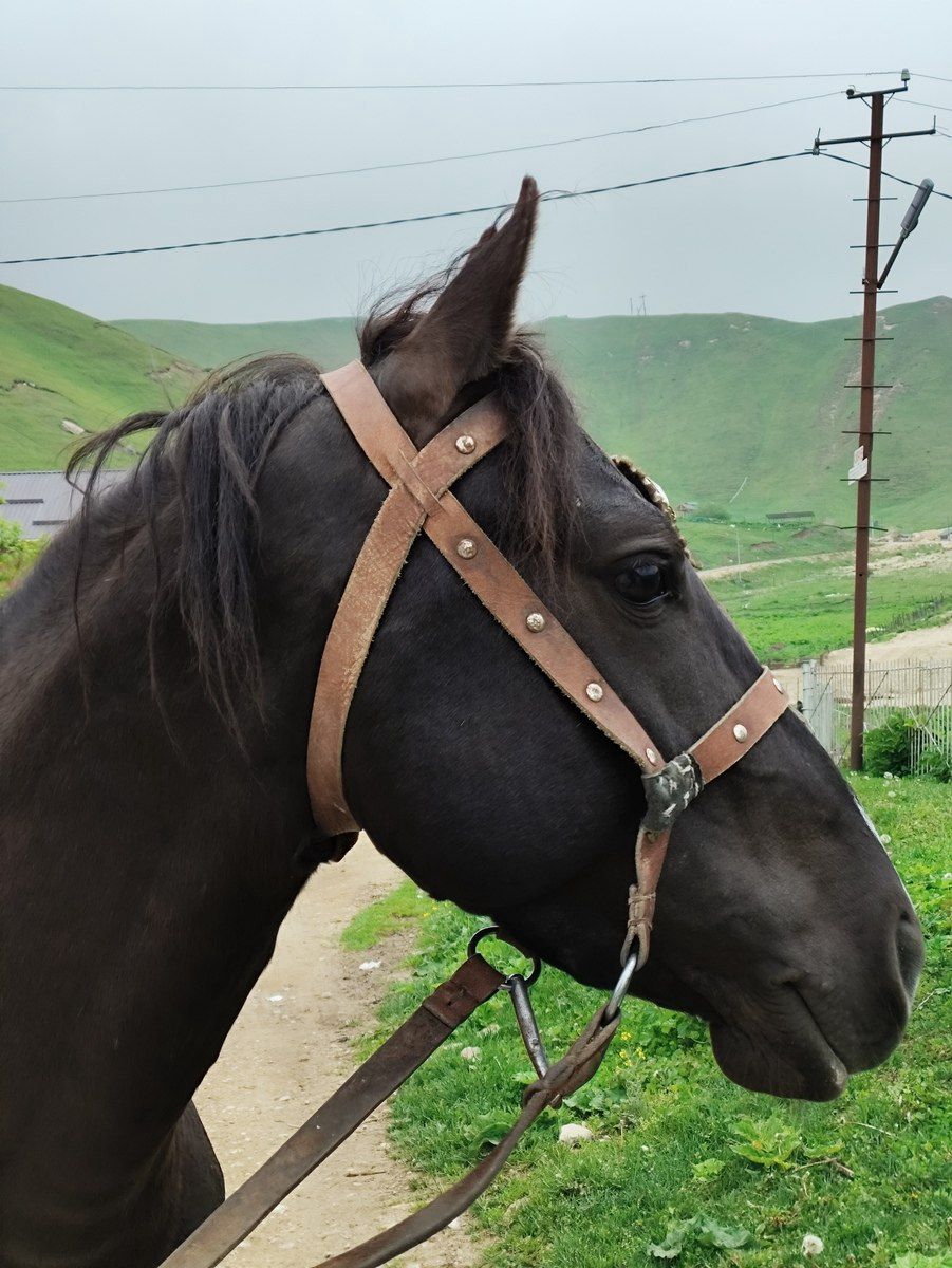 At — Atlar, Qusar (5)