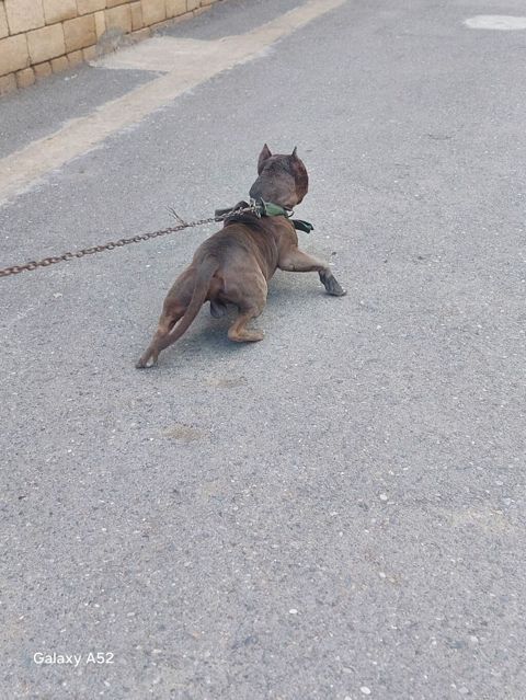 Pitbul, Erkək, Peyvəndli
