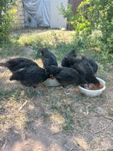Toyuq cücələri, Ətlik — Chickens and roosters