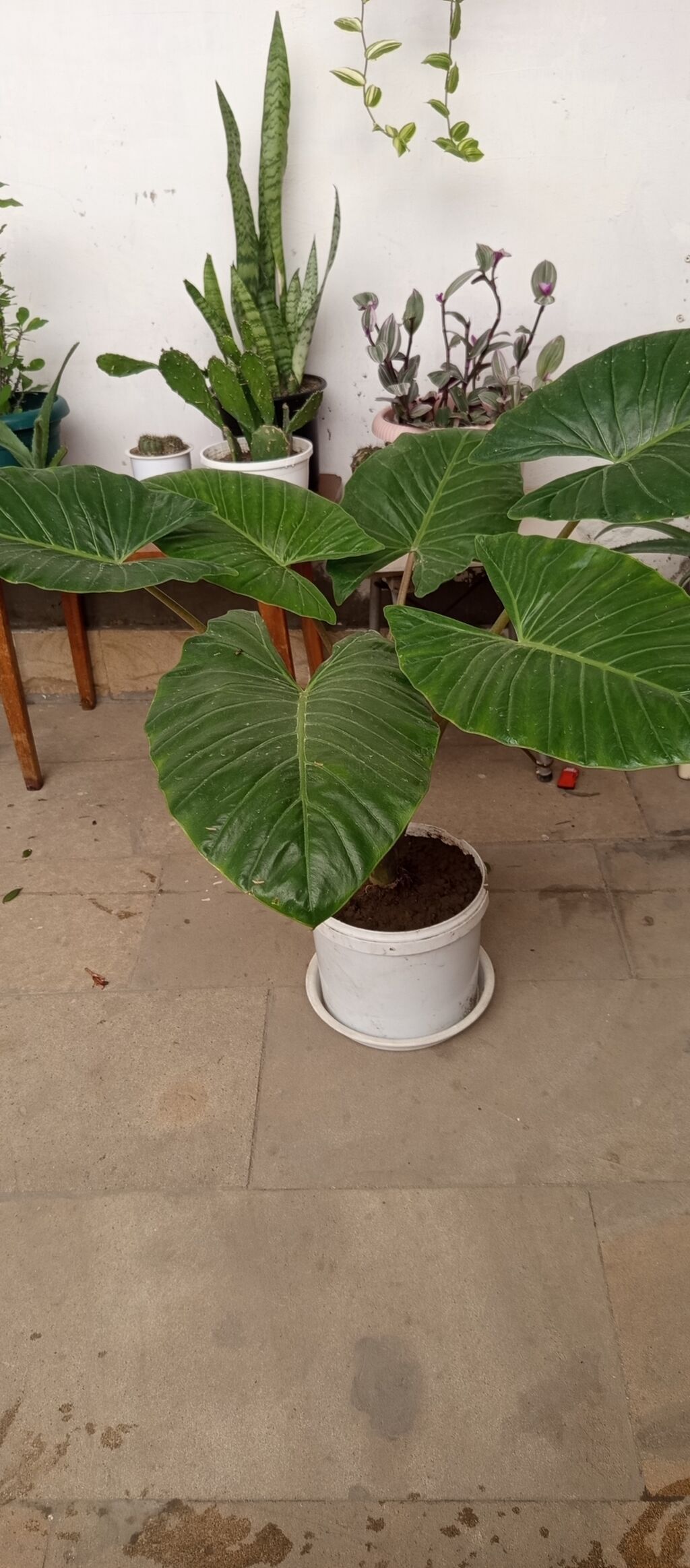 Böyük dekorativ yarpaqlı otaq bitkisi – Alocasia/Fil qulağı tam