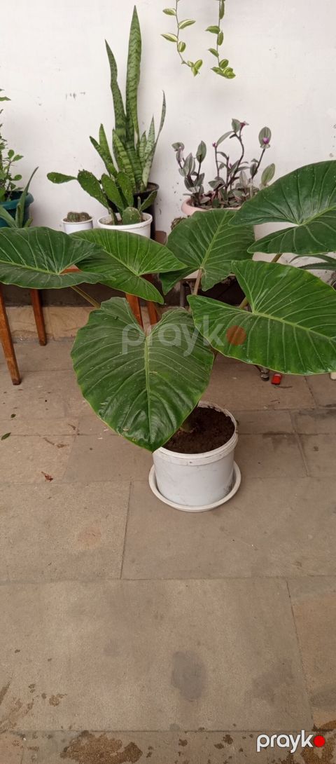 Böyük dekorativ yarpaqlı otaq bitkisi – Alocasia/Fil qulağı tam — Bakı