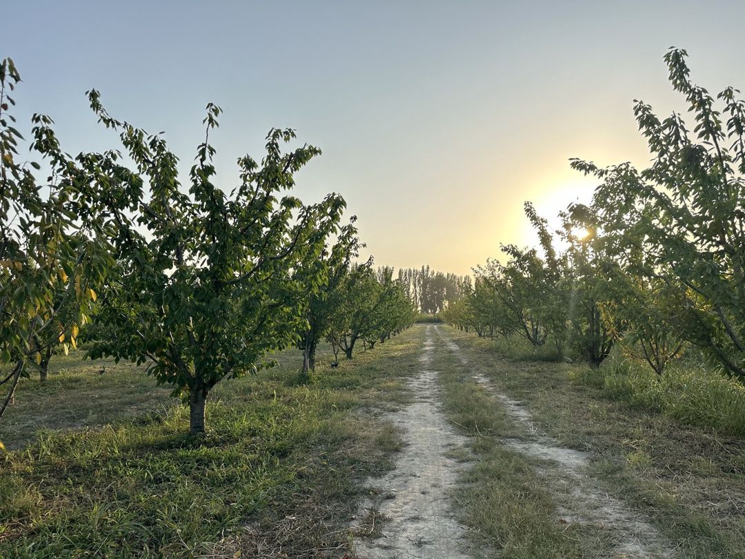 Satılır torpaq 200 sot — Torpaq, Xaçmaz (9)