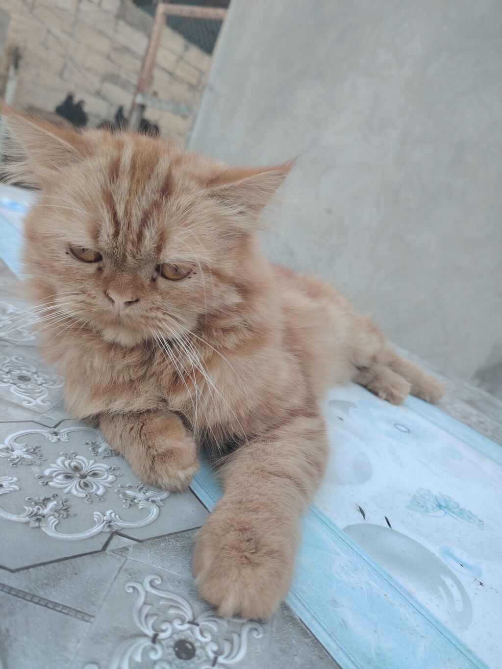 Fars, Erkək — Pişiklər, Digah (2)
