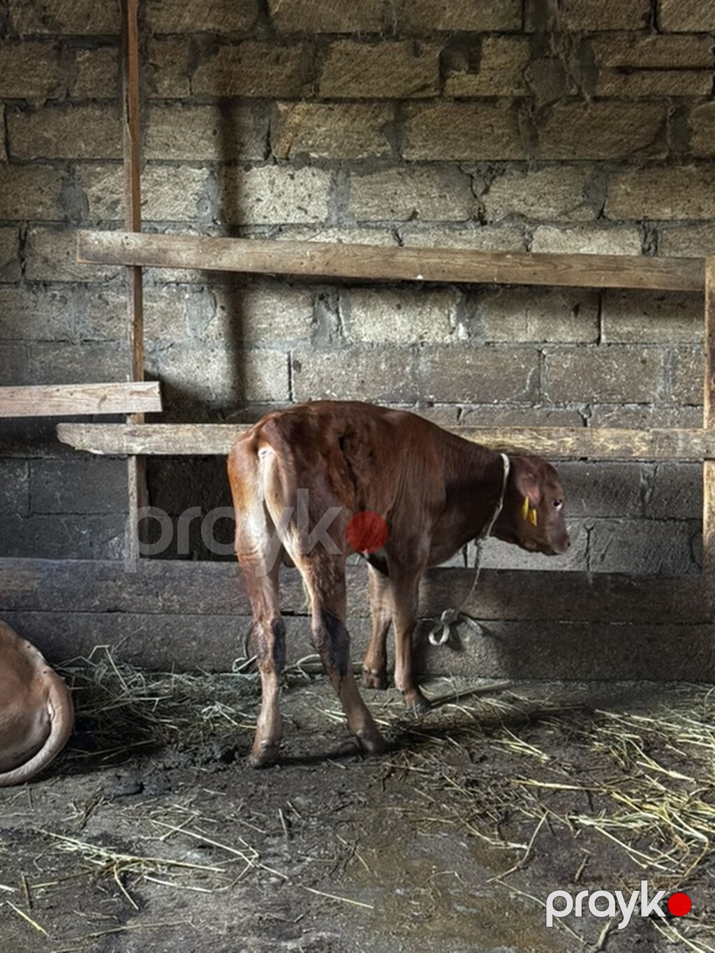 Təmiz erkək anqus dana satılır. 2 ayın içindədir. Süni mayalanmadan — Heyvanlar, Sumqayıt (4)