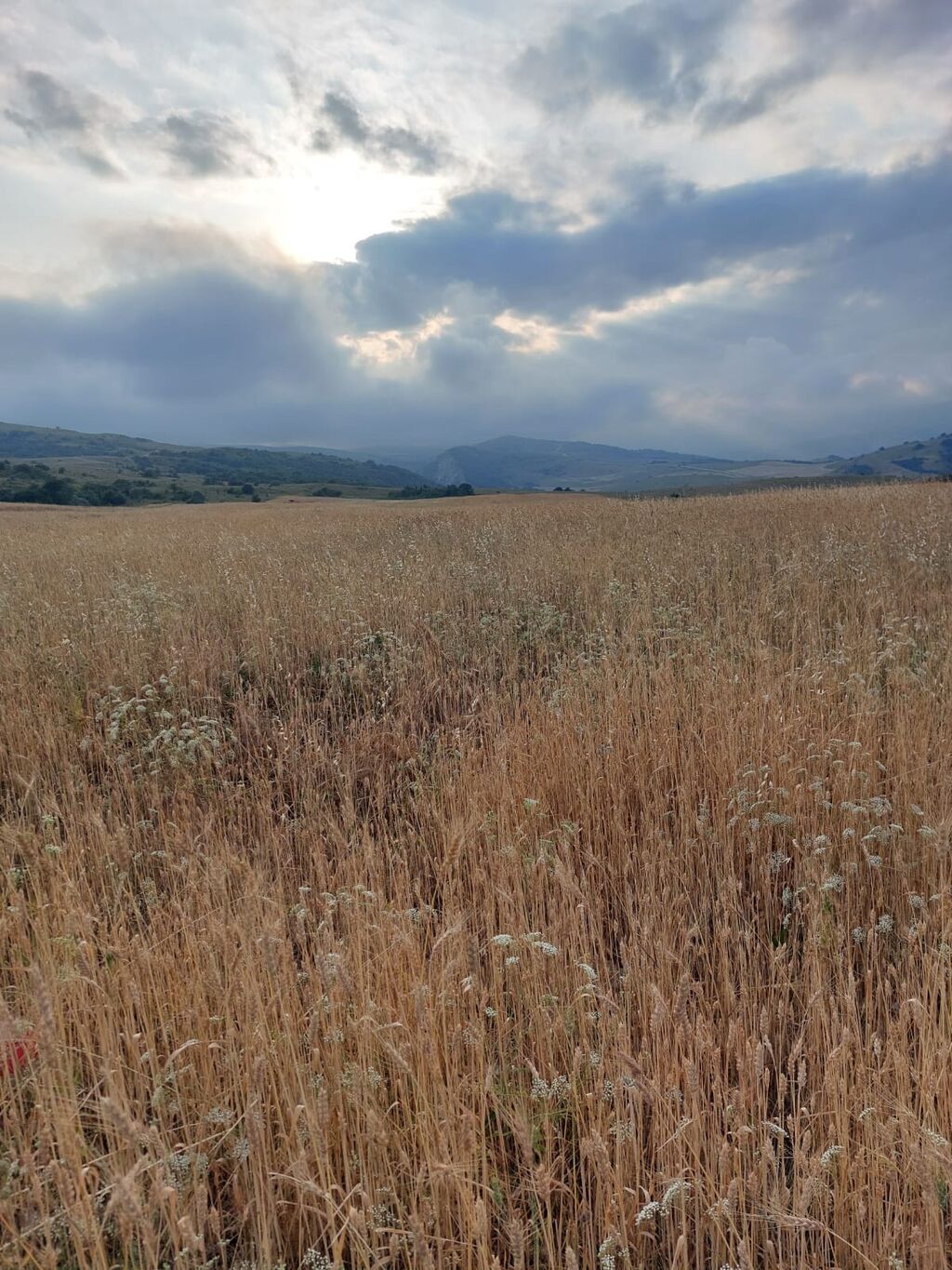 400 sot, Kənd təsərrüfatı, Mülkiyyətçi, Kupça (Çıxarış) — Torpaq, Xızı