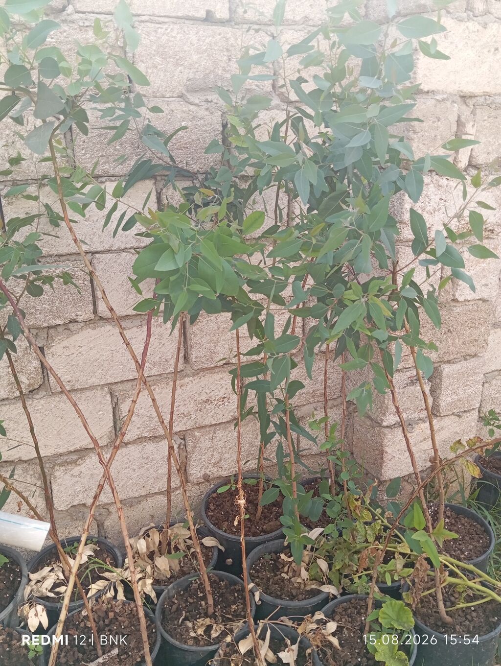 Ekalipt (Eucalyptus) fidanları – qablarda - Bitki növü: Eucalyptus
