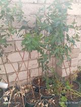 Ekalipt (Eucalyptus) fidanları – qablarda - Bitki növü: Eucalyptus — Güllər