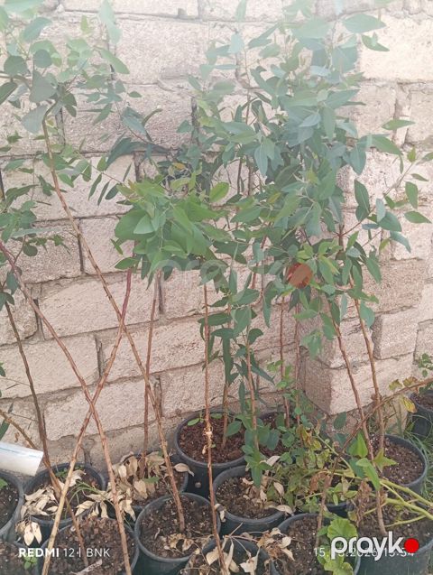 Ekalipt (Eucalyptus) fidanları – qablarda - Bitki növü: Eucalyptus