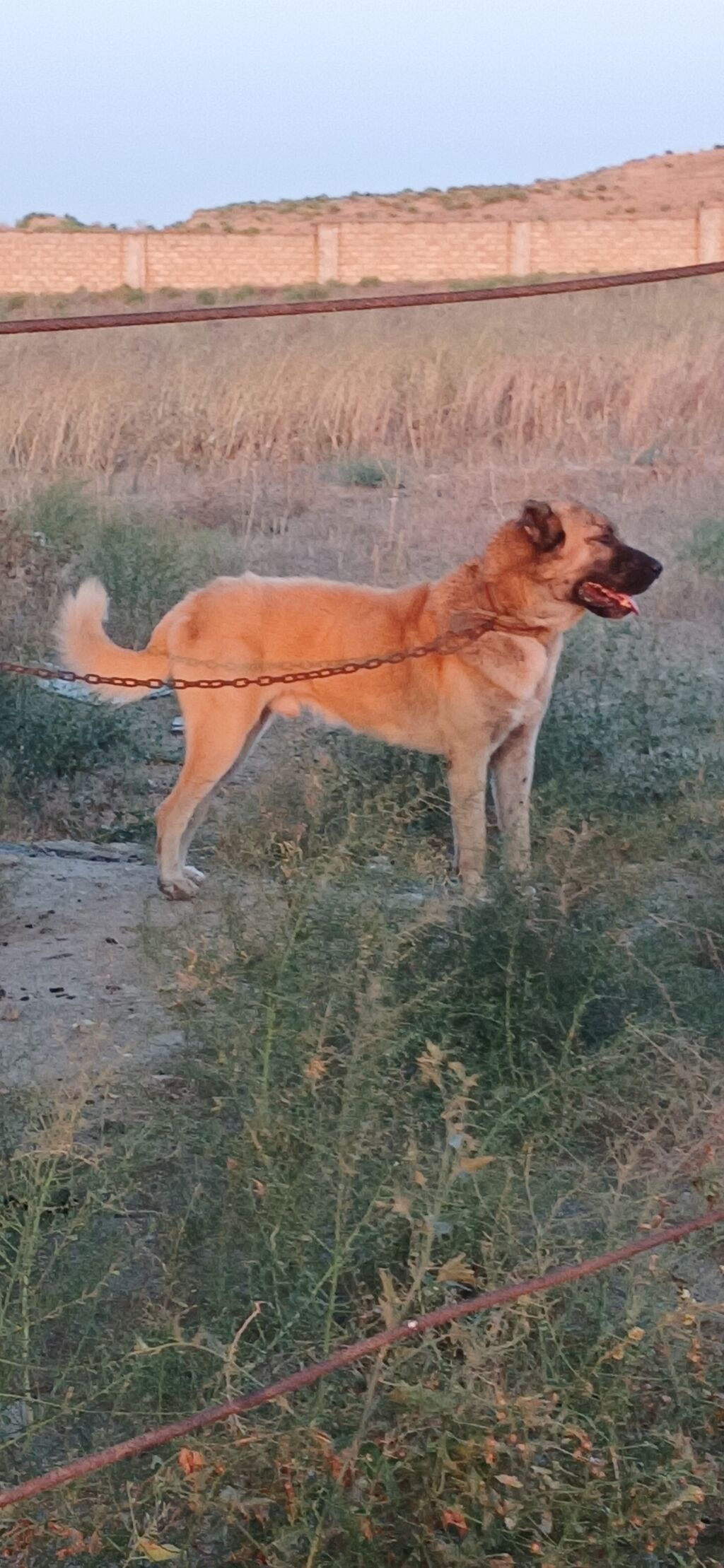 Qurdbasar, 2 il, Erkək, Peyvəndli, Ödənişli çatdırılma — Heyvanlar, Qazax (3)