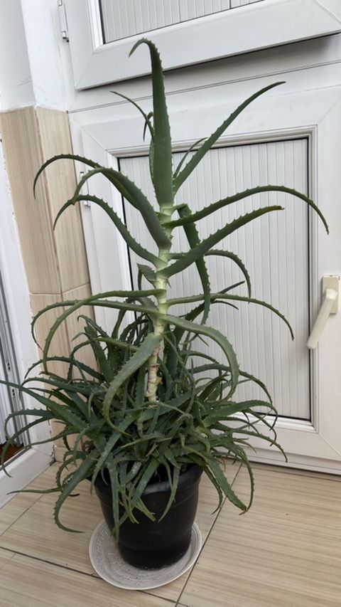 Aloe vera otaq bitkisi – böyük, çoxgövdəli nümunə - Qara plastik