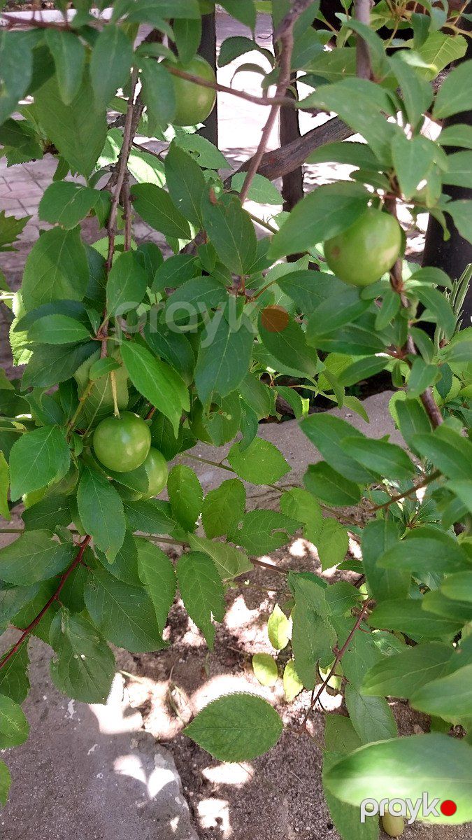 Satılır torpaq 24 sot — Torpaq, Bakı (12)