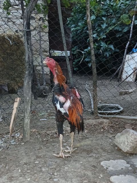 Reyal alc narahat etsin çeksi 4.300du