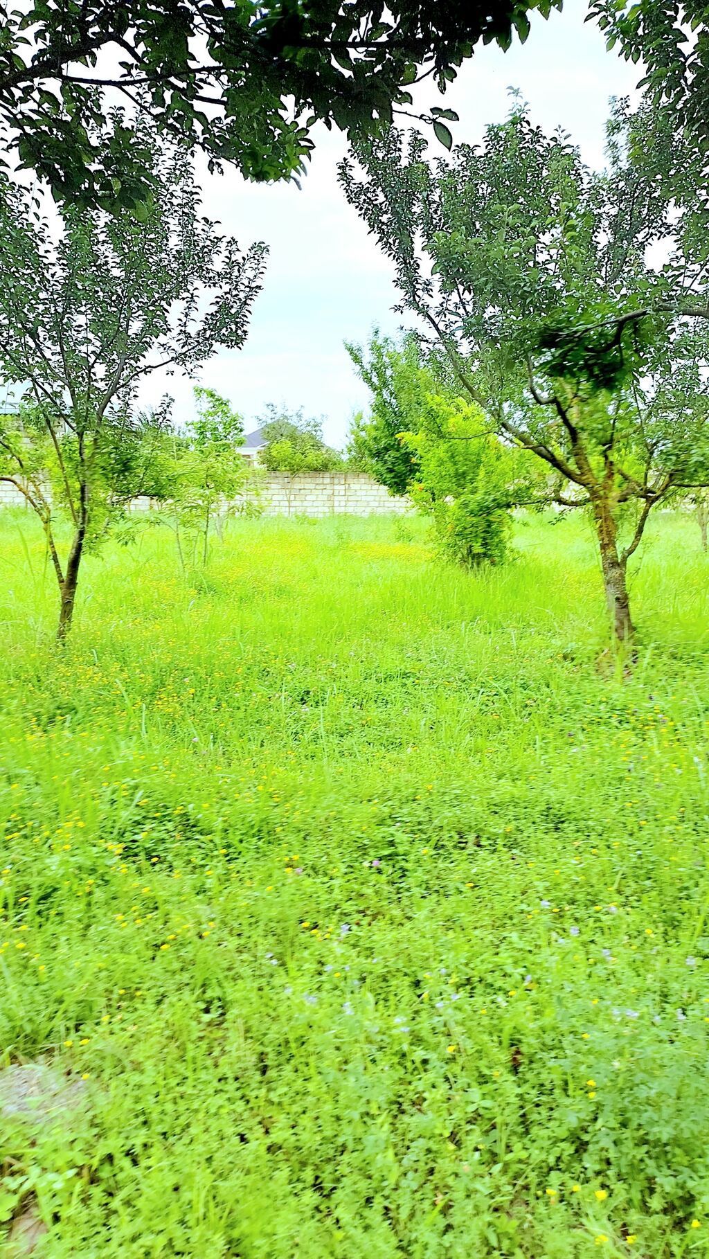 24 sot, Tikinti, Mülkiyyətçi, Kupça (Çıxarış) — Torpaq, Göyçay (5)