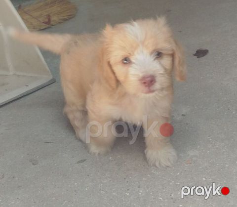 Pudel, 2 ay, Dişi