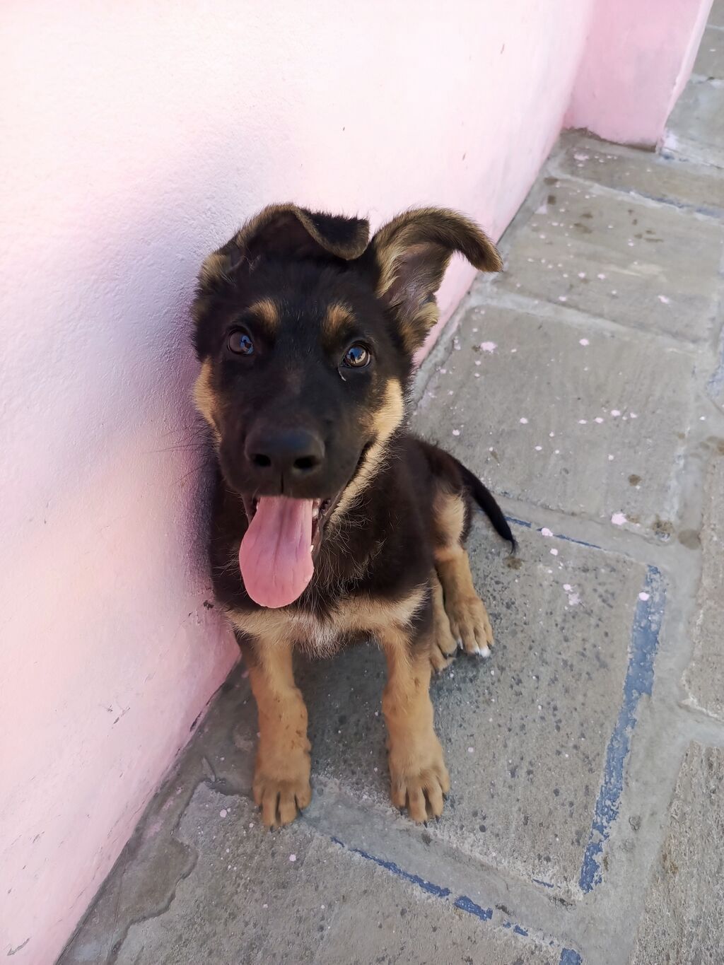 Alman çoban iti, 2 ay, Erkək — Heyvanlar, Qobustan