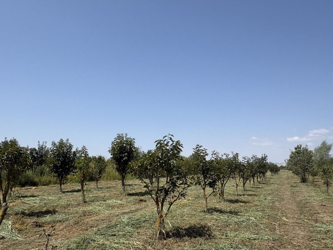170 sot torpaq sahəsi, Göyçay r. — Torpaq, Göyçay (3)