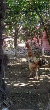 Xoruz satılır — Chickens and roosters