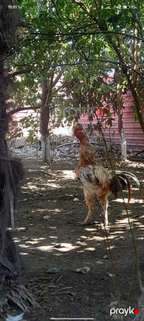 Xoruz satılır